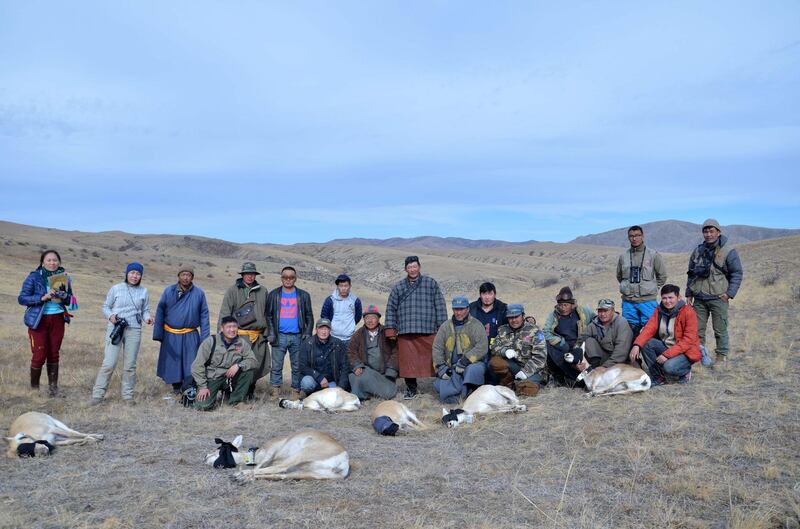 Rangers and Biologists of the Hustai National Park just captured Mongolian Gazelles for Satellite collaring. This is one the very important research for determining home range and movement corridor of Mongolian Gazelles.
