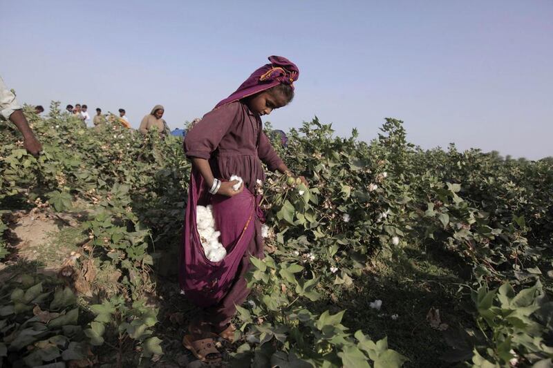 Laali, 11, holds a bloom of cotton plucked from a plant while working with her family in a field in Meeran Pur village, under conditions some critics have called exploitive. Akhtar Soomro / REUTERS