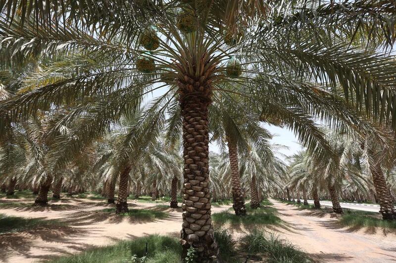 A team of scientists from the King Abdul-Aziz City for Science and Technology in Saudi Arabia and the Beijing Institute of Genomics sequenced more than 90 per cent of the genome of one of the  Gulf’s most popular varieties of date palms, the Khalas. Pawan Singh / The National

 