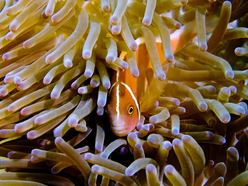 A Fake Clownfish nestles for safety in a sea anemone along the reef wall at Sipadan Island off the coast of Borneo, Malaysia. Photo: Antonie Robertson/The National