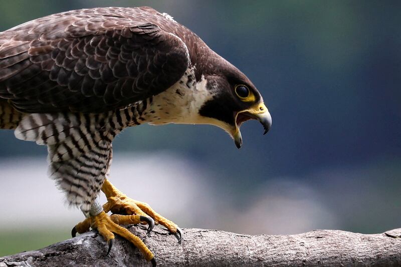 A peregrine falcon perches on a branch above the Palisades Cliffs in Alpine, New Jersey, US. Reuters