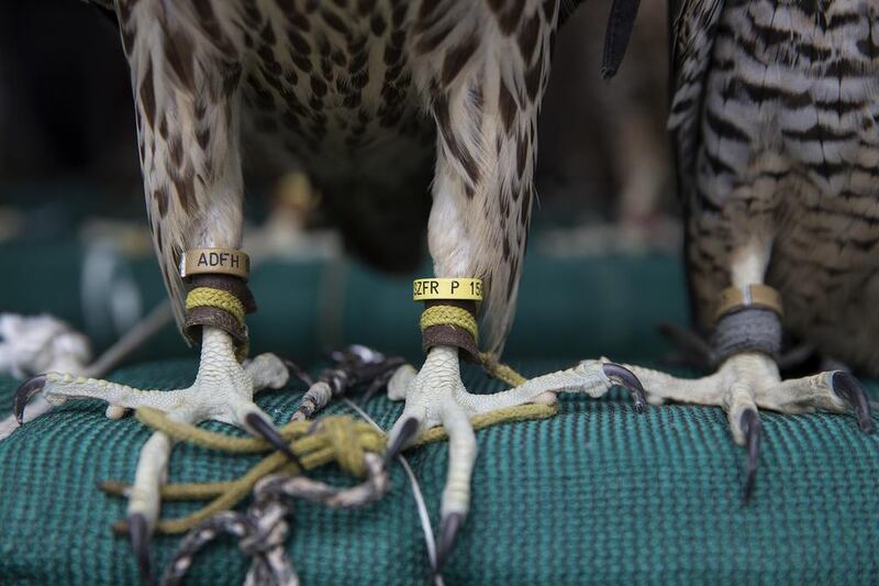 Birds, marked by their unique falcon-release rings, sit on their perch while awaiting their turn to be released back into the wild.