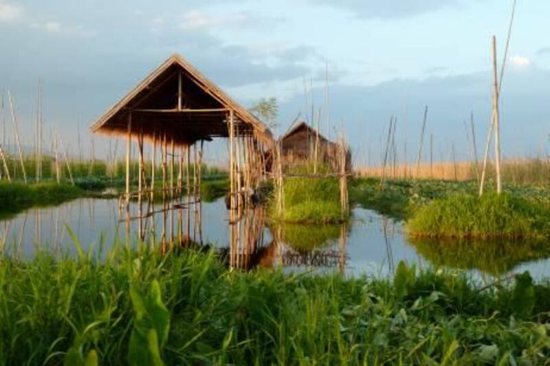 Floating vegetable gardens on Inle Lake, Burma. November 2010. Photo credit: Gill Charlton.