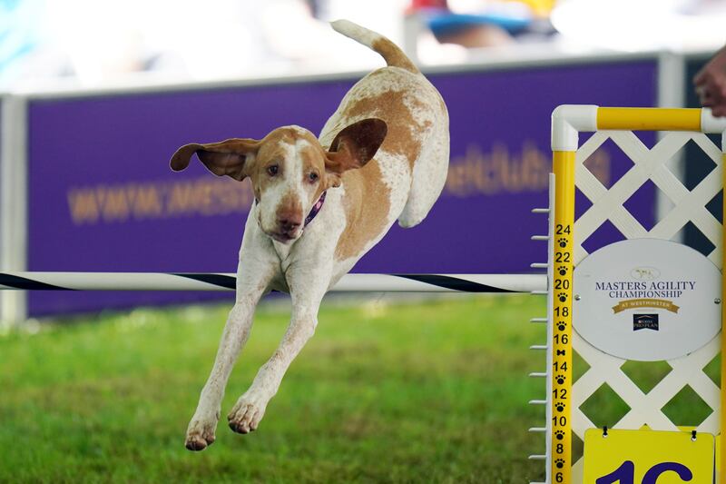 FILE - Elvira, a bracco Italiano, competes in the 24 inch class at the Masters Agility Competition during the 146th Westminster Dog Show on, June 18, 2022 in Tarrytown, N. Y.  The ancient Italian bird-hunting dog is the 200th member of the American Kennel Club's roster of recognized breeds, the organization announced Wednesday.  That means the handsome, powerful but amiable pointers can now go for best in show at many U. S.  dog shows, including the prestigious Westminster Kennel Club event next year.  (AP Photo / Vera Nieuwenhuis, File)