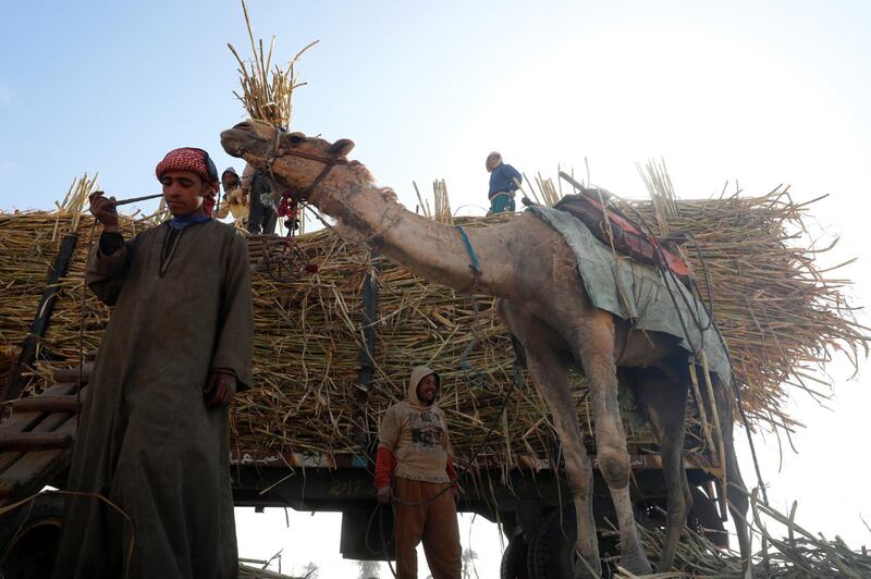 Workers carry newly harvested sugarcane stalks onto a truck in Mallawi, Minya governorate, Egypt. Reuters