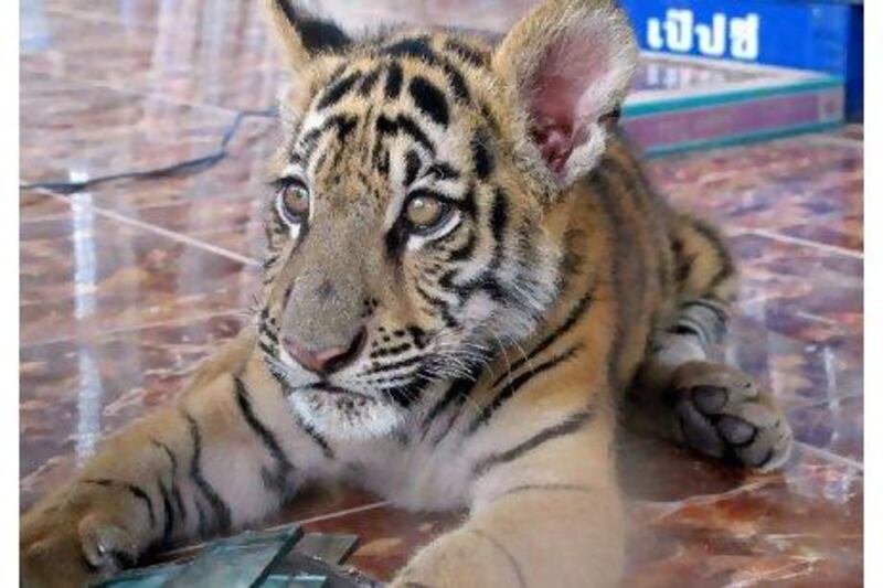 A tiger cub found at a newly-built zoo in Chaiyaphum, Thailand. Thai wildlife police said they had discovered several unregistered tiger and leopard cubs in a raid on the zoo, raising suspicions that it was part of a smuggling ring. AFP PHOTO / HO / FREELAND FOUNDATION