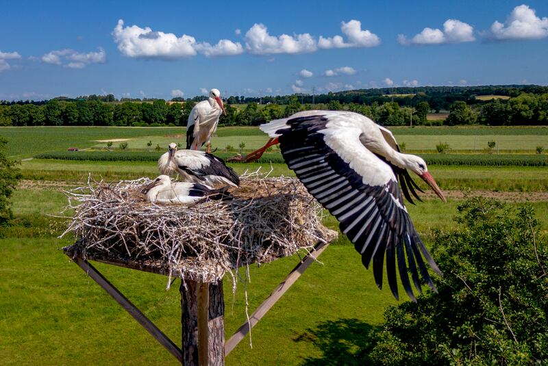 A stork sets off from its nest in the outskirts of Wehrheim near Frankfurt, Germany. AP