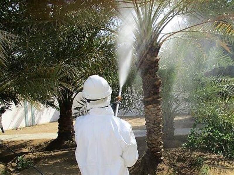 The Department of Pest Control spray palm trees in Al Ain to rid them of pests. Courtesy Department of Municipal Affairs and Transport