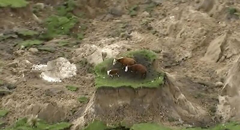 Three cows are trapped on an island of grass in a paddock that had been ripped apart by the earthquake near Kaikoura. Newshub via AP