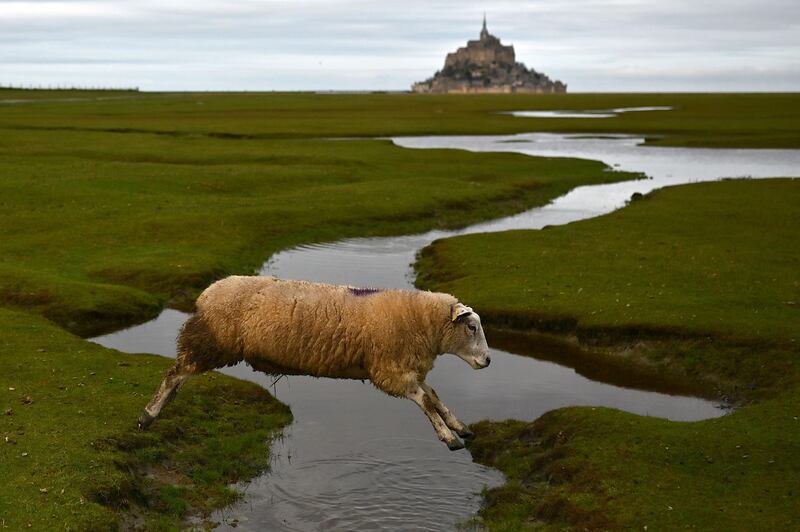 A grazing sheep in front of the French landmark, Mont Saint-Michel, in Normandy, north-western France. AFP