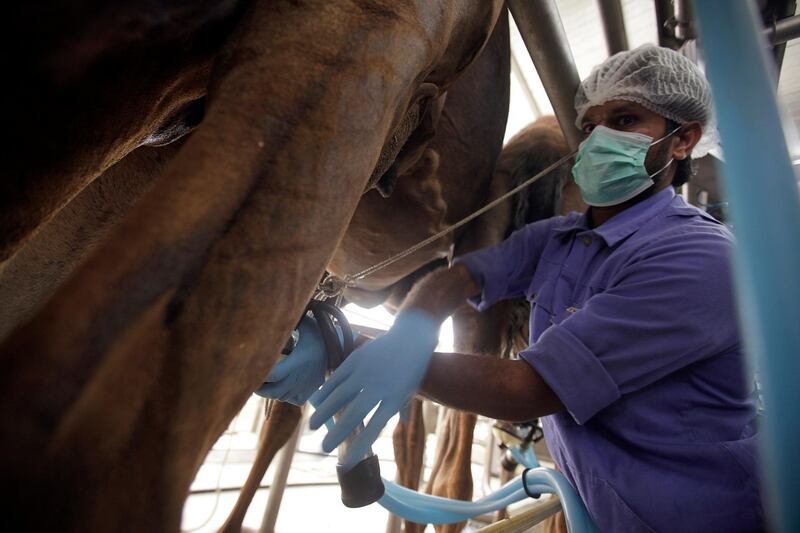 April 24, 2012 (Al AIn) Camels line up to be milked at the Al AIn Dairy Farm in Al Ain April 24, 2013. (Sammy Dallal / The National)