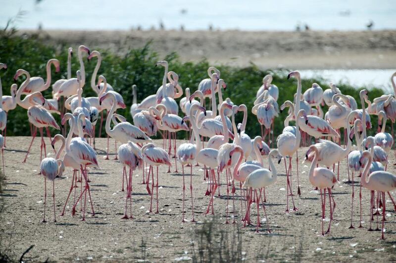 More than 250 species of birds, including these greater flamingos, can be found at the Al Wathba Wetland Reserve in Abu Dhabi. Christopher Pike / The National
