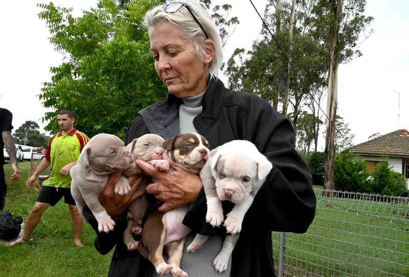 A woman moves puppies to a safer place from a flooded farm house in western Sydney. AFP