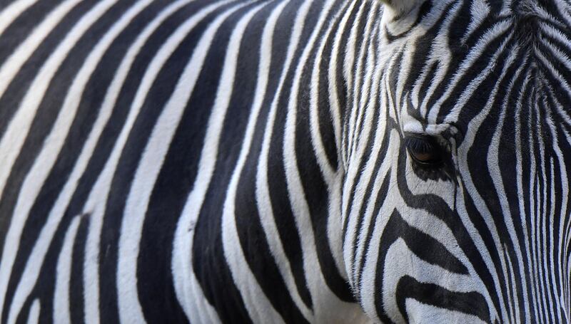 A zebra is pictured in its enclosure at the zoo in west Berlin. AFP