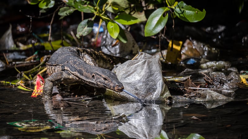 Winner, Mangroves & Conservation, Kei Miyamoto, Indonesia. Photo: Kei Miyamoto / Mangrove Photography Awards