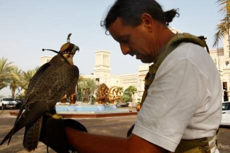 Dubai, United Arab Emirates, July 26 2011, Martin Croucher Story, Falcon vs Pigeons -Mimr a 5 year old Red-Naped Shaheem Falcon with  her handler  David Stead glove ,owner operator of  Al Hurr Falconry, his Falconare used to control Pigeons at Major resorts. Mike Young / The National?