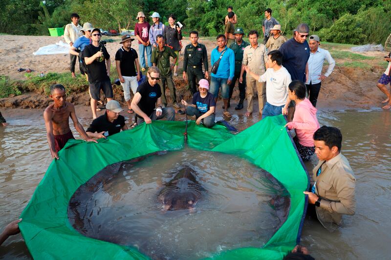 Cambodian and American scientists and fisheries officials prepare to release the fish. It weighs 300 kilograms and is 2.2 metres wide and almost four metres from snout to tail – a record for the world's largest known freshwater fish. AP Photo 