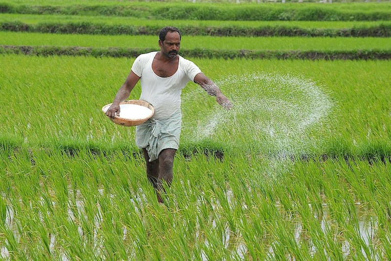 An Indian farmer sprays fertilizer in the paddy fields at Medak district, some 60 kilometres from Hyderabad on July 31, 2014. The Indian economy, which is still considered as an agriculture economy, is dependent on the amount of monsoon rains as a large part of the agricultural produce comes from the monsoon fed crops. NOAH SEELAM / AFP