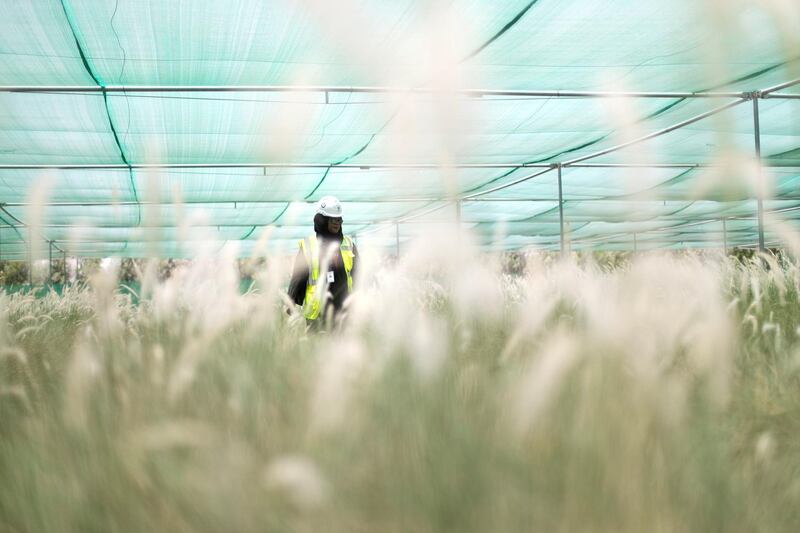 DUBAI, UNITED ARAB EMIRATES - May 30 2019.

Ameera Al Oraimi, Manager, Visit Event Operations walks at EXPO 2020's nursery.

Expo 2020's 22-hectare nursery home to thousands of water-efficient native and adaptive plants and trees.

Greening the 4.38 square km Expo site off Jebel Ali is a massive undertaking, with 12,157 trees and palm trees, more than 256,000 shrubs and thousands more of ornamental and flowering plants and grass.

 (Photo by Reem Mohammed/The National)

Reporter: 
Section: NA