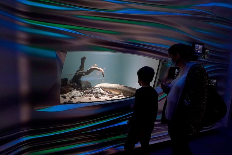 Visitors look at Methuselah the Australian lungfish. AP