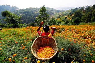 A woman picks marigold flowers used to make garlands in Kathmandu, Nepal. Photo: Reuters