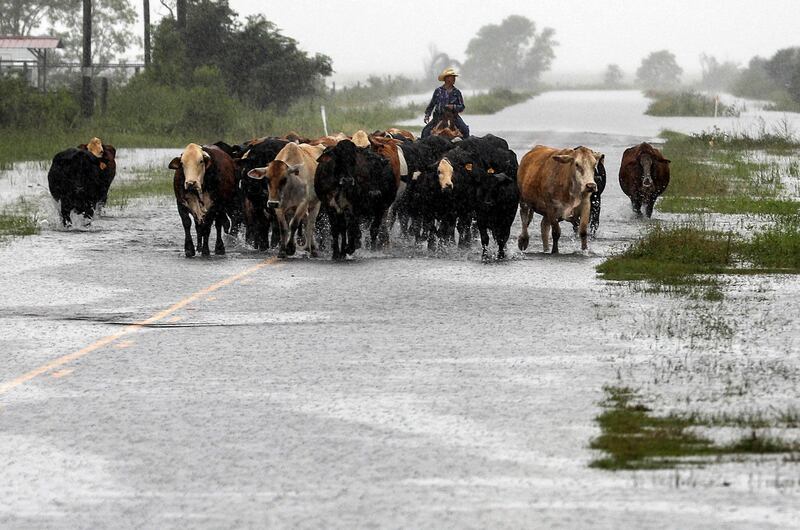 Jim Dunagan moves his cattle to higher ground as remnants of Tropical Depression Imelda flood parts of Southeast Texas. Dunagan said his cattle were standing in water up to their stomachs before he and another man moved them to another pasture. He also said he thought the rain fell faster than it did during Hurricane Harvey, within a 24 hour to 48 hour period. AP
