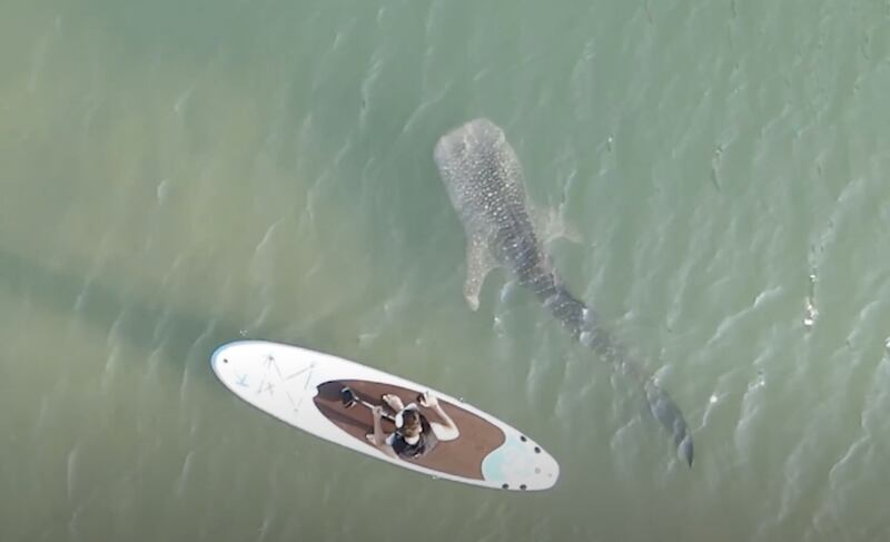 Paddling with a whale shark in Abu dhabi