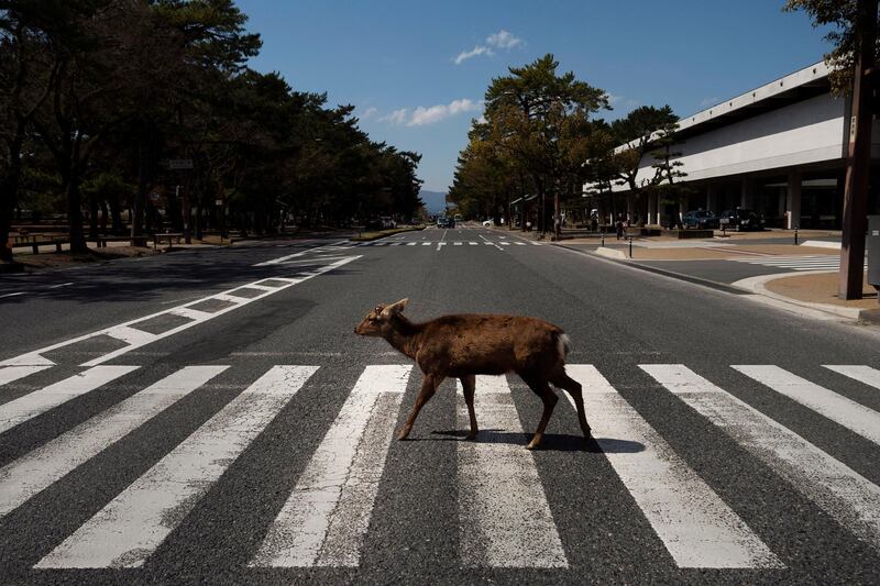 A deer walks across a pedestrian crossing in Nara, Japan. AP Photo