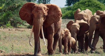 “The Elephant Queen,” premiering November 1 on Apple TV+. Courtesy Apple TV+
