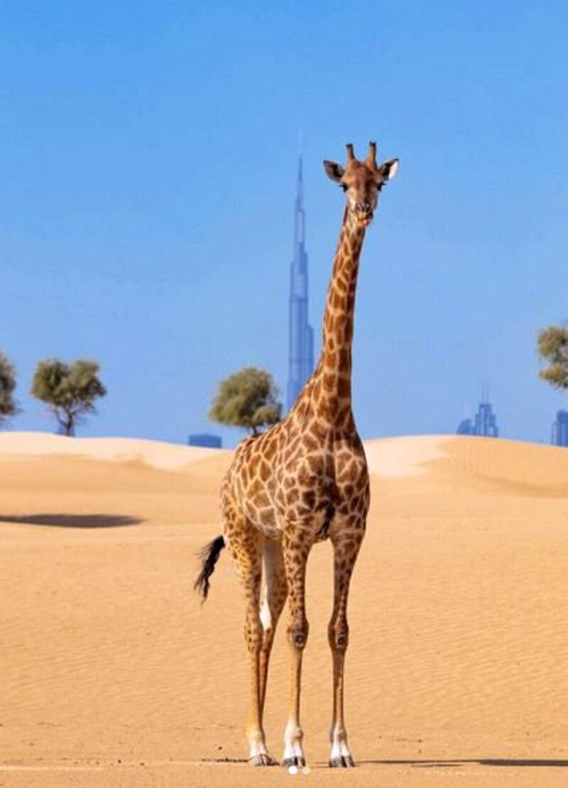 A neck as tall as the Burj Khalifa. Instagram / Faz3