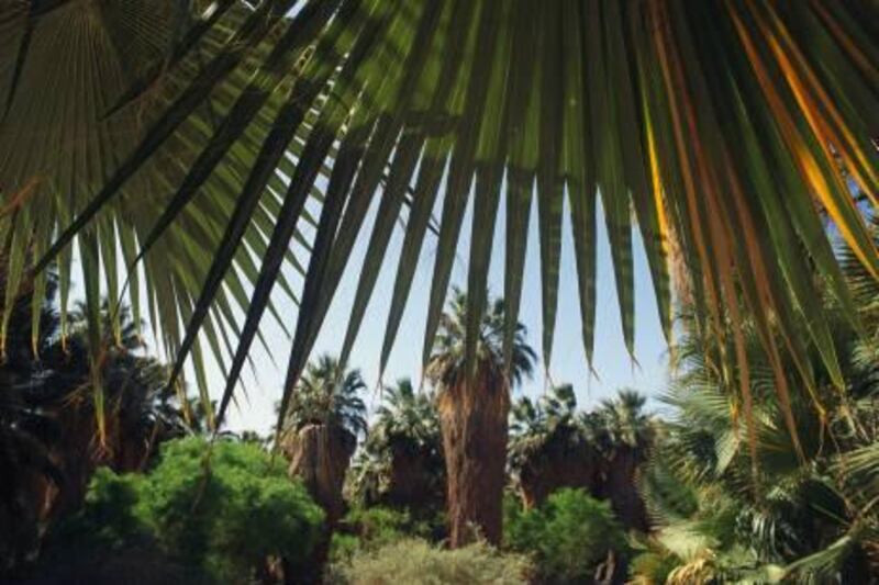 California fan palms at the preserve. (Phil Schermeister / National Geographic / Getty Images / Gallo Images)