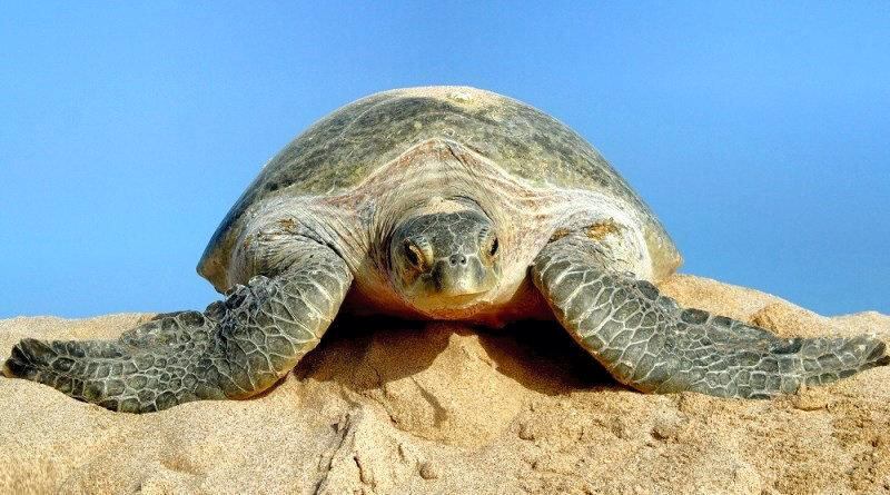 Covid-19 lull increases sea turtle eggs poaching in Oman