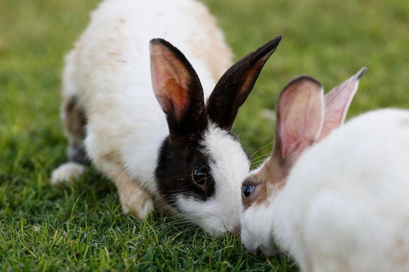 DUBAI, UNITED ARAB EMIRATES, AUGUST 12, 2014. A prolific rabbit population has sprung up along Al Sufouh road across from the Cordoba Residences in Knowledge Village. (Photo: Antonie Robertson/The National) Journalist: None. Section: National.