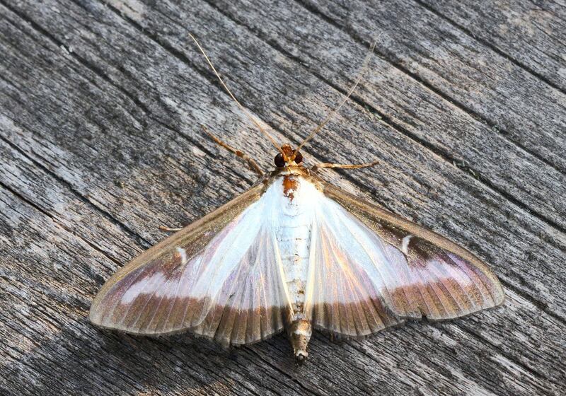 Box tree moth, native to east Asia and now found across Europe. Credit: Tim Blackburn, UCL
