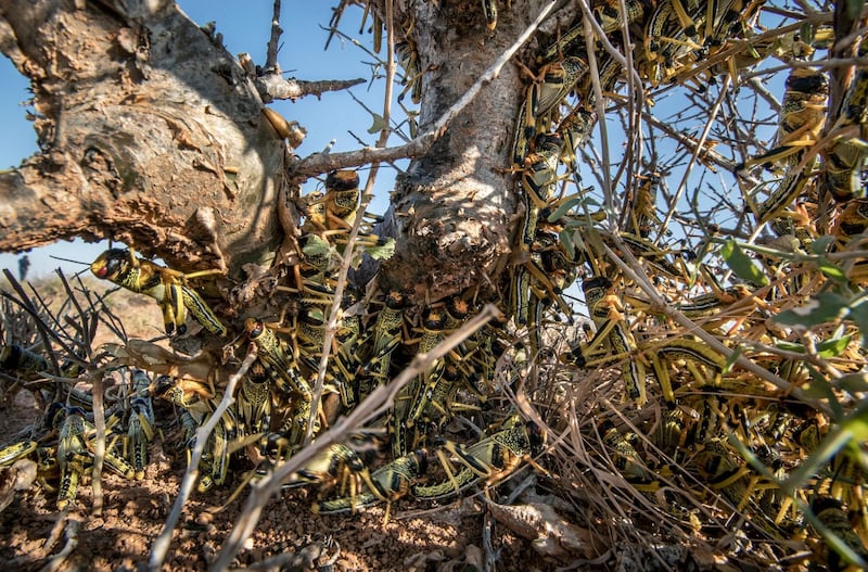 Young desert locusts that have not yet grown wings crowd together on a thorny bush in the desert, in the semi-autonomous Puntland region of Somalia.  AP