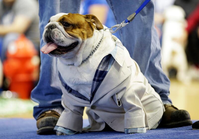 Huckleberry sits on the stage before being crowned the winner of the 34th annual Drake Relays Beautiful Bulldog Contest, Monday, April 22, 2013, in Des Moines, Iowa. The 4-year-old pup bulldog is owned by Steven and Stephanie Hein of Norwalk, Iowa. The pageant kicks off the Drake Relays festivities at Drake University where a bulldog is the mascot. (AP Photo/Charlie Neibergall) *** Local Caption ***  Beautiful Bulldog.JPEG-06194.jpg