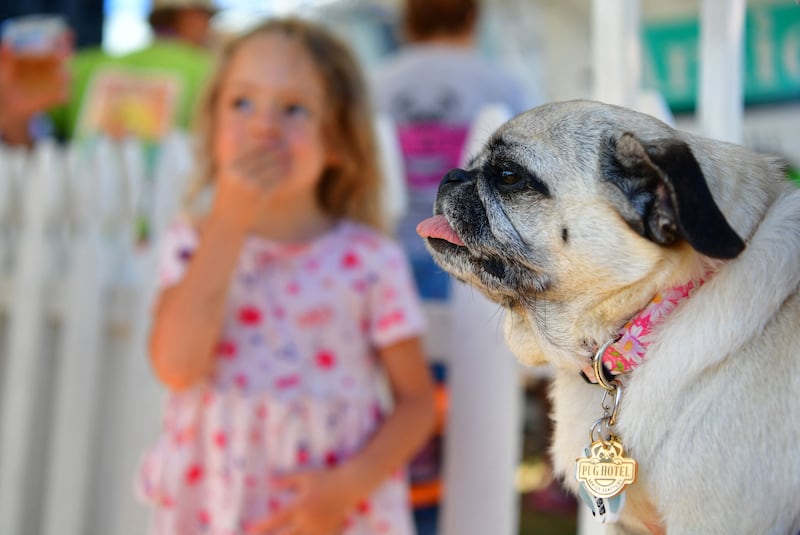 Apparently dogs with uncontrollable tongues are a big hit at the contest.  AFP
