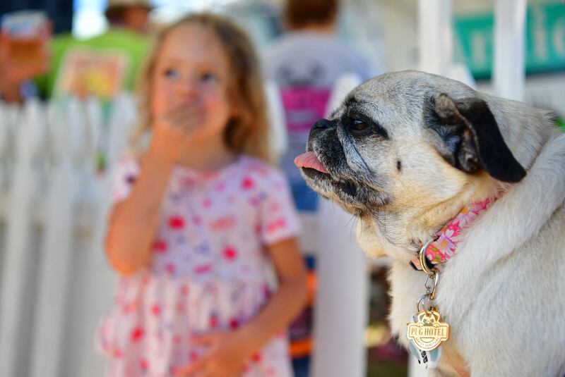 Apparently dogs with uncontrollable tongues are a big hit at the contest.  AFP