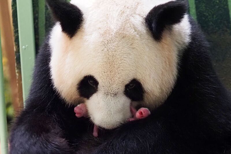 The giant panda Huan Huan, which means ‘Happy’ in Chinese, tends to her new-born twin cubs inside their enclosure at Beauval Zoo in Saint-Aignan-sur-Cher, France.