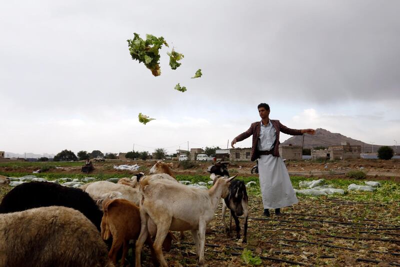 A shepherd tends to his flock of sheep in a field ahead of Earth Day, in Sanaa, Yemen. The UN started celebrating Earth Day in 2009 to raise awareness about the environment. EPA