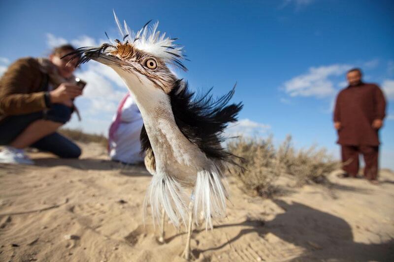 A houbara bird feels out his surroundings after being released into the wild  by UAE rangers and members of the National Avian Research center.  Jaime Puebla / The National