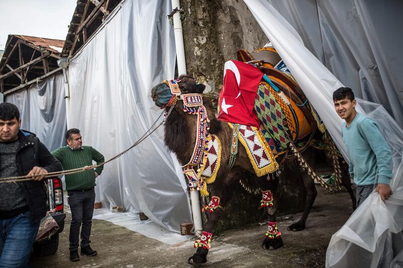 A camel owner takes his animal to the contest of Selcuk. AFP