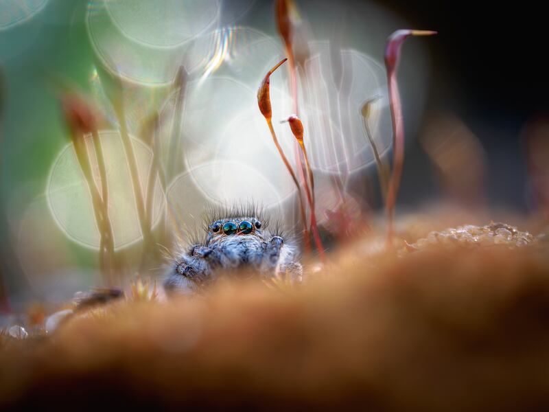 The Dreamer - Philaeus chrysops by Adrian Truchta won the macrophotography section