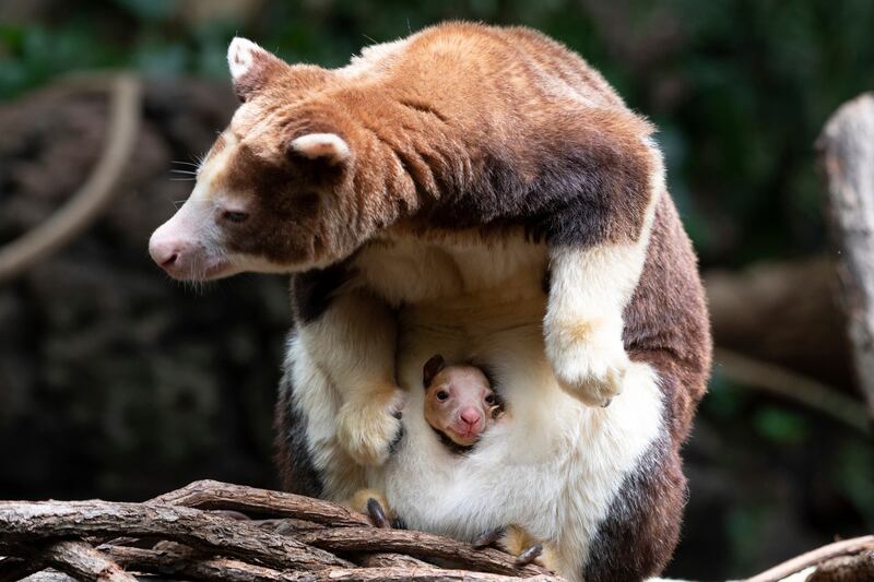 The baby kangaroo in its mother's pouch at the Bronx Zoo.  Bronx Zoo / AP