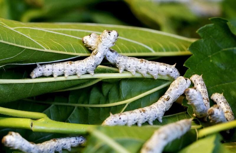 Silkworms munch on piles of locally-grown mulberry leaves at the CRA agricultural research unit in Padua. Alessandro Bianchi / Reuters
