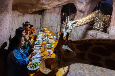 Share iftar with giraffes at Emirate Park Zoo this Ramadan. Photo Emirate Park Zoo