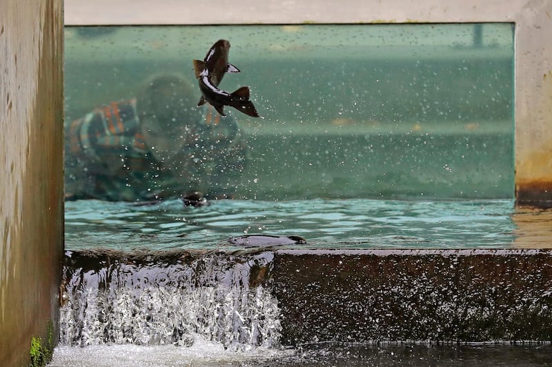 A visitor watches as a spawning salmon jumps up a fish ladder, during the fall spawning season at the Issaquah Fish Hatchery in Issaquah, Washington State. AP Photo