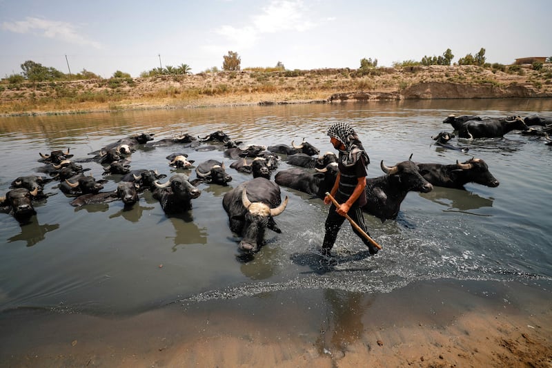 An Iraqi herder cools his buffaloes in the Diyala River. As Iraq bakes under a blistering summer heatwave, its farmers are battling severe water shortages that are killing their crops and animals. and with it their way of life. AFP