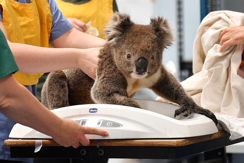 A male koala is weighed by vets and nurses at the Adelaide Koala Rescue emergency set up at Paradise Primary Schools gymnasium  in Adelaide, Australia. Getty Images