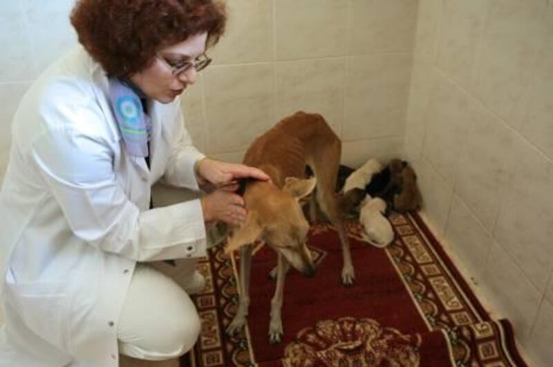 New mum in good hands: Dr Margit Muller with the saluki and her litter of seven at the new Abu Dhabi Animal Shelter.